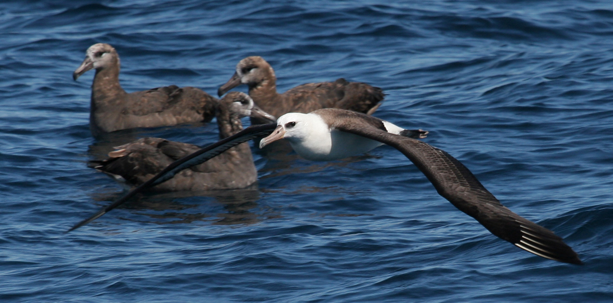 Laysan Albatross